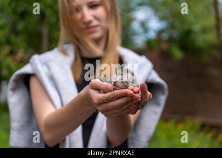 Adorable little newborn kitten sleeping in girl hands, close up. Very small cute one day old gray kitten in female hands outdoors. Animal protection c Stock Photo