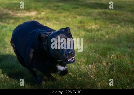 An adorable black Heeler Labrador Retriever Mix running in the lush green grass Stock Photo