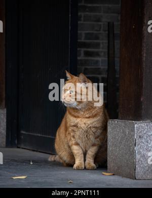 Orange tabby cat perched on sidewalk in front of a black door, looking through the open doorway Stock Photo