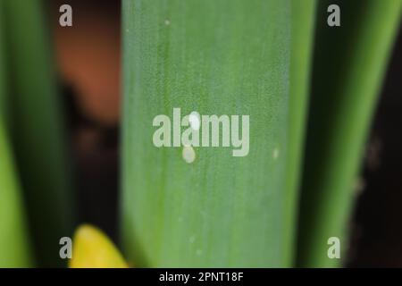 Detailed closeup of egg, eggs of the small Leek moth, Acrolepiopsis assectella sitting on leaves, onion chives. Stock Photo