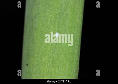 Detailed closeup of egg, eggs of the small Leek moth, Acrolepiopsis assectella sitting on leaves, onion chives. Stock Photo