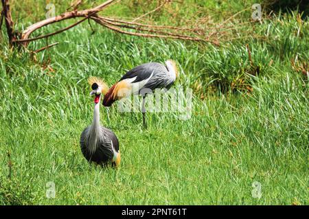 A pair of crowned cranes in Nairobi National Park, Kenya Stock Photo