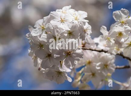 White cherry blossoms at Toyohashi Botanical Garden in Japan. Stock Photo