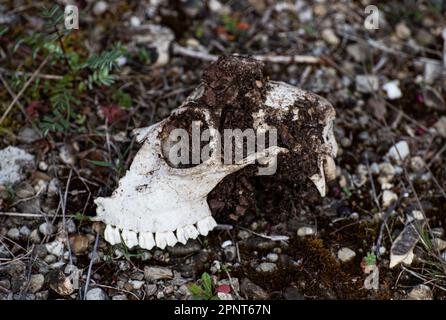 Roe deer skull in the forest Stock Photo