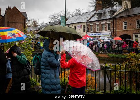 People under umbrellas wait in the village for the finish of the 2023 annual Lymm Duck Race. Stock Photo