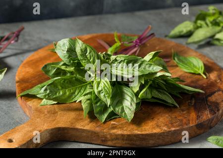 Holy basil leaf nature vegetable garden on vegetable market herb