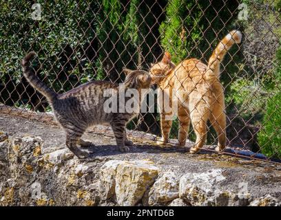 Cats greeting each other with a kiss through a chain link fence on a wall in Majorca Spain Stock Photo