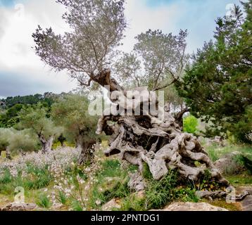 Senile Olive tree Olea europaea with twisted hollow trunk in an olive grove in Majorca Spain Stock Photo