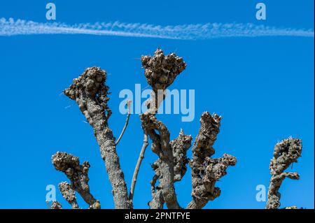 Pollarded branches of trees in city park Carl Johans park in Norrköping during spring in Sweden Stock Photo