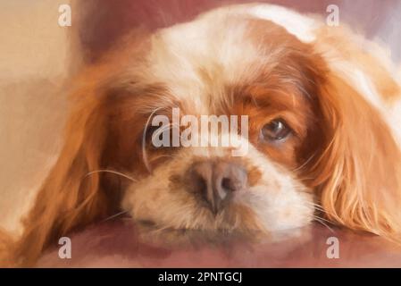 Digital painting of a closeup profile shot of a single isolated Blenheim Cavalier King Charles Spaniel in a home setting. Stock Photo