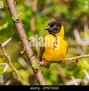 Male Village Weaver Stock Photo