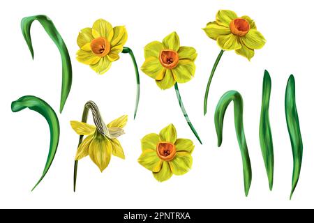 Vector set of floral illustrations isolated on white background. Bouquet of yellow daffodils. Garden flowers in early spring. Clip-art for bright holi Stock Vector