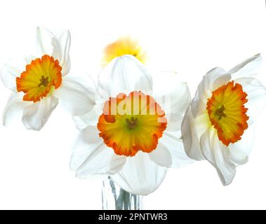 Three white daffodils with orange yellow centers backlit on a white background giving petals a translucent appearance. Stock Photo