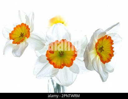 Three white daffodils with orange yellow centers backlit on a white background giving petals a translucent appearance. Stock Photo