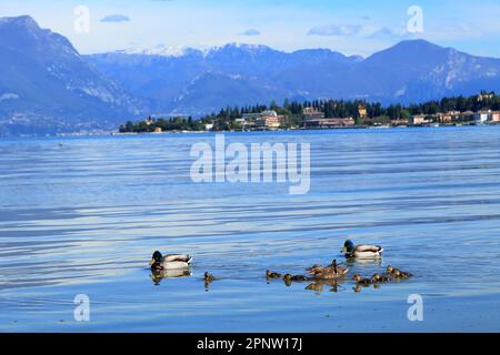 Mallard wild ducks and ducklings (Anas platyrhynchos) at Sirmione, Lake Garda, Lago di Garda, Gardasee Stock Photo