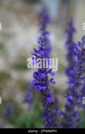 Purple Texas Violet Mealy Cup Sage, Salvia farinacea flower blooms in a garden in southwest Florida. Stock Photo