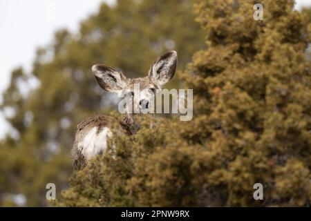 Mule deer fawn, Utah Stock Photo