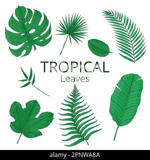Tropical leaves green color set with banana, mostera, palm. Hand drawn vector isolated elements for design. Stock Vector