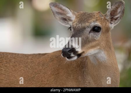 Key Deer, Florida Stock Photo