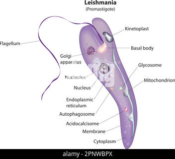 visseral leishmaniasis histolojisi