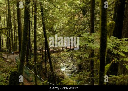 A visitor crosses a wooden bridge over the Lynn Canyon just north of Vancouver, British Columbia, Canada. The park is best known for its suspension br Stock Photo