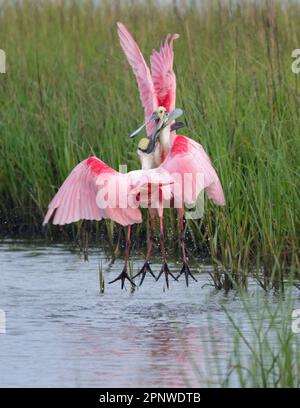 Roseate spoonbills (Platalea ajaja) males fighting during breeding season, Galveston, Texas, USA. Stock Photo