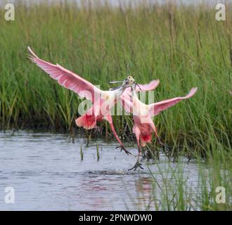 Roseate spoonbills (Platalea ajaja) males fighting during breeding season, Galveston, Texas, USA. Stock Photo