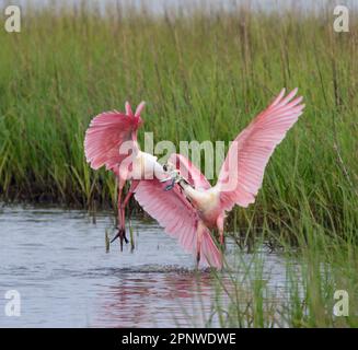 Roseate spoonbills (Platalea ajaja) males fighting during breeding season, Galveston, Texas, USA. Stock Photo