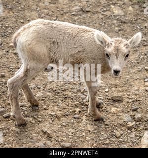 Looking Down On Big Horn Lamb In The Trail Below in Yellowstone Stock Photo