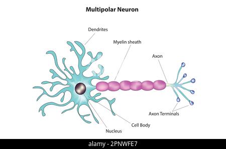 multipolar neuron Stock Vector