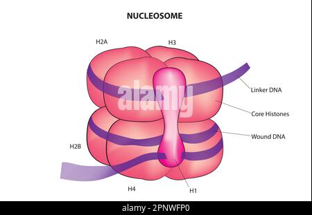 Nucleosome model Stock Vector
