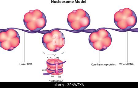 Nucleosome model Stock Vector