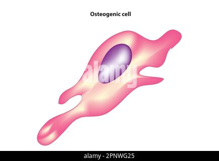 osteogenic cell Stock Vector