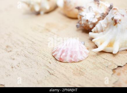 Close up of an assortment of small  shells with shallow depth of field Stock Photo