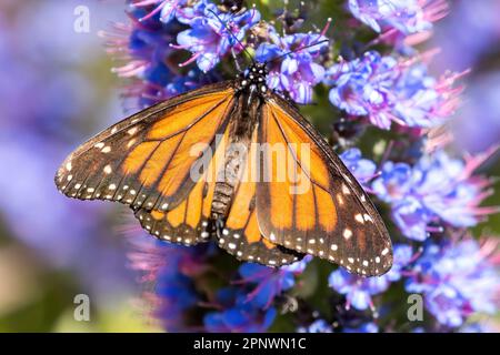 Monarch butterfly sipping nectar from Pride of Madeira flower. Palo Alto Baylands, Santa Clara County, California, USA. Stock Photo