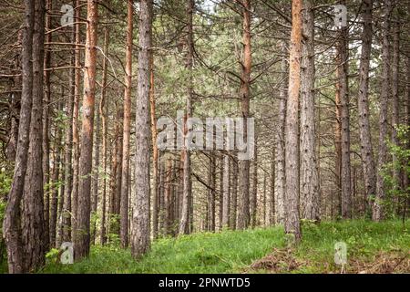 Picture of a typical pine forest in the Balkans, in a deep wood, in a typical alpine forest, in Divcibare, Serbia. Stock Photo