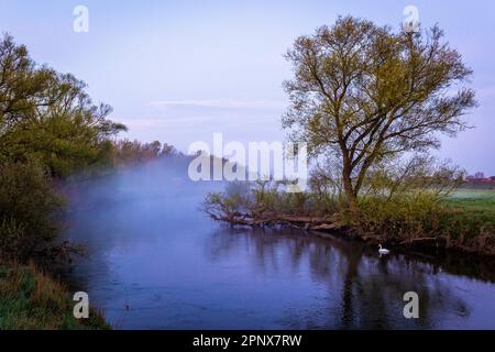 Laatzen, Germany. 21st Apr, 2023. A swan swims in the water from the river Leine in the region of Hannover in the morning, while ground fog passes over the landscape. Credit: Moritz Frankenberg/dpa/Alamy Live News Stock Photo