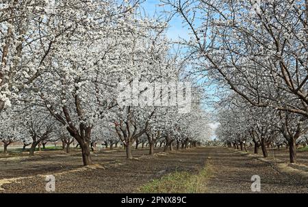 Almond orchard - California Stock Photo