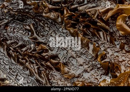 Sugar kelp or Saccharina latissima washed up on the beach at Crawfordsburn County Down Northern Ireland Stock Photo