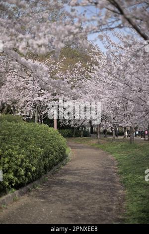 Sakura Cherry Blossom in Osaka Castle Park Stock Photo