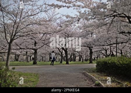 Osaka Castle Park during Cherry Blossom, Japan Stock Photo