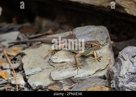 Lacerta agilis, sand lizard, on a sunny summer day. Stock Photo