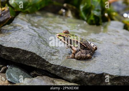 A green frog, Lithobates clamitans, rests on a cameo near a pond. Stock Photo