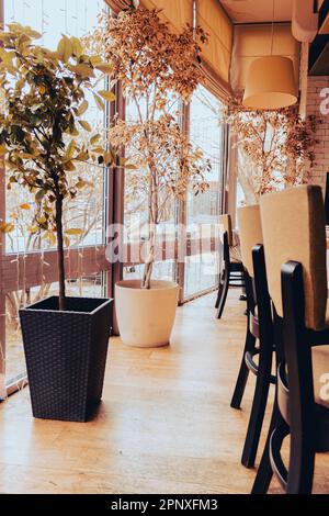 Restaurant interior. Plant in vases near windows and chairs. Hotel hall decoration. Elegant cafe interior. Dining room design. Luxury patio background Stock Photo