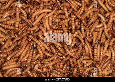 fresh brown worms as gourmet insect background Stock Photo