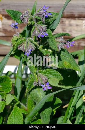 Borage herb in bloom in early Spring Stock Photo