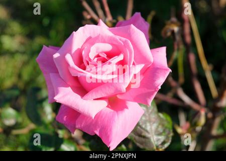 Close up of large pink rose, variety unknown Stock Photo