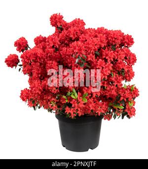 Blooming bright red Azalea flowers growing in black pot with green leaves isolated on white background Stock Photo