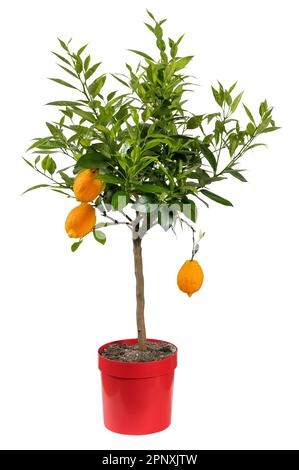 Fresh green foliage of potted plant with red lemons isolated on white background Stock Photo