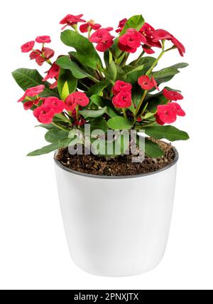 Fresh bright blossoming Euphorbia Milii flower with green leaves growing in flowerpot isolated on white background Stock Photo